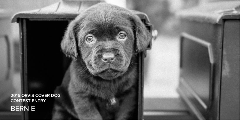 Puppies Love This Crate-Training Tool That Keeps Their Attention