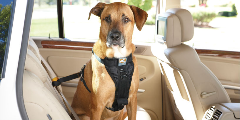 Car Restraints for Dogs