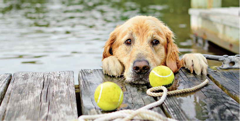 can dogs swallow tennis balls