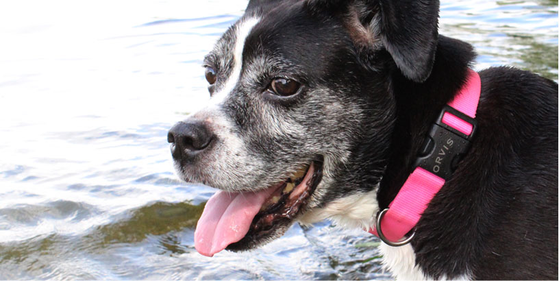 The Role of Doggie Playdates: Socializing and Exercising Together - Recognizing and addressing signs of aggression or anxiety