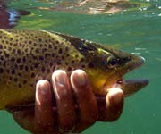 Blackfoot River Outfitters