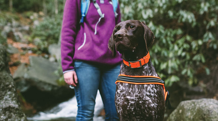 What to Do in a Bear Encounter with your Dog