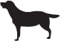Large Labrador Retriever
