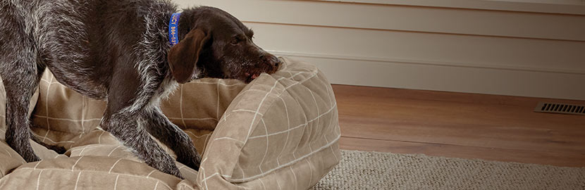 chewable dog bed