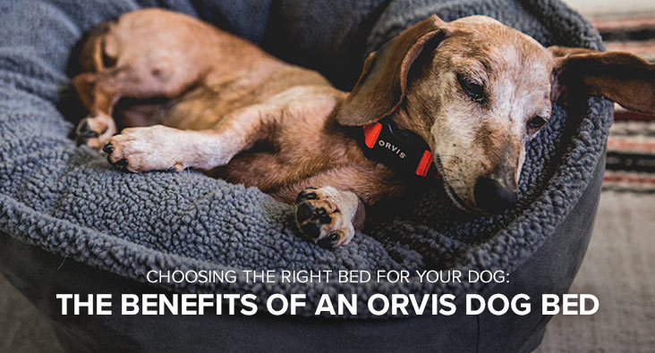 orvis chew proof dog beds