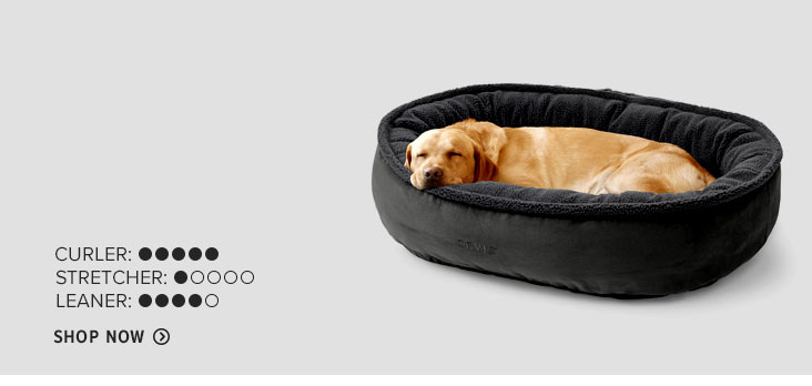 orvis chew proof dog beds