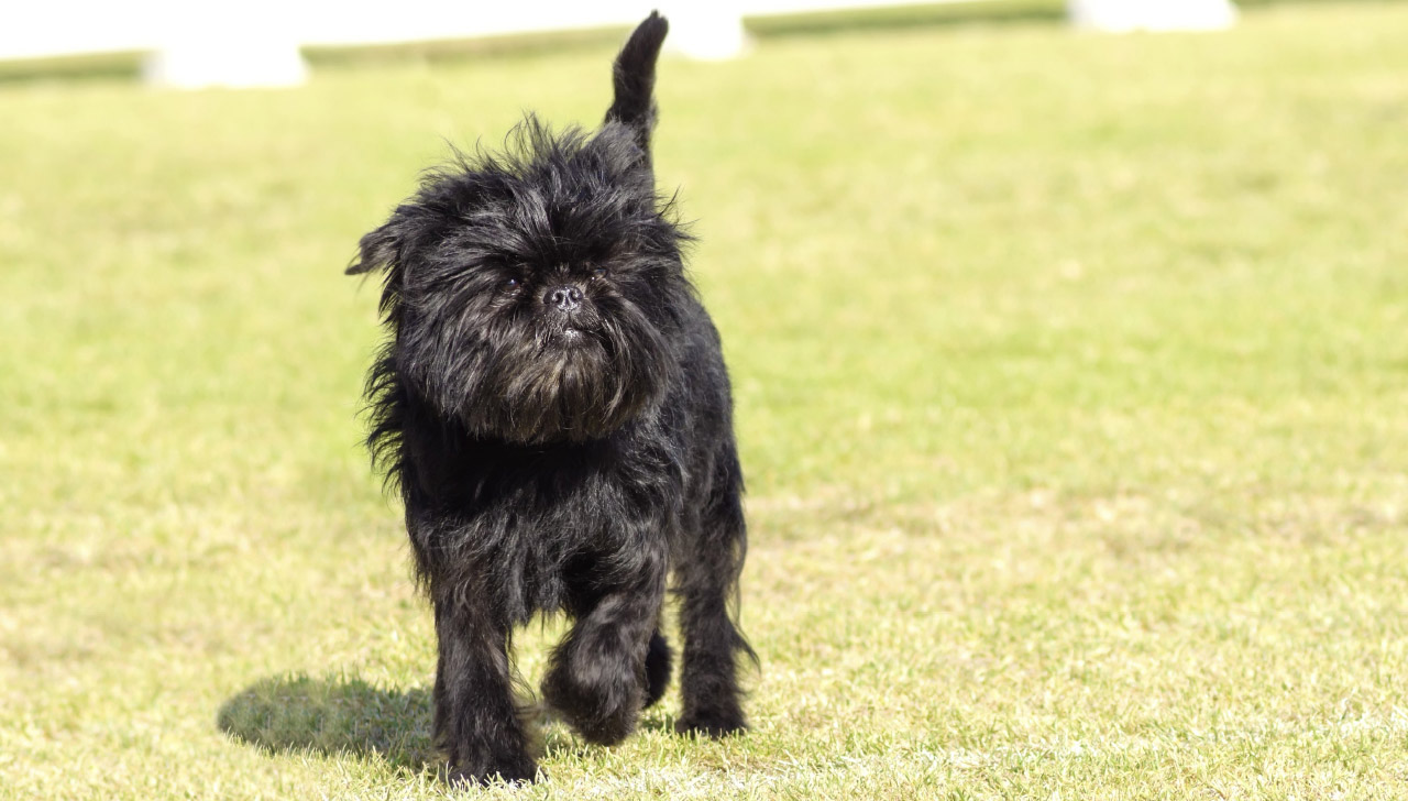 affenpinscher images