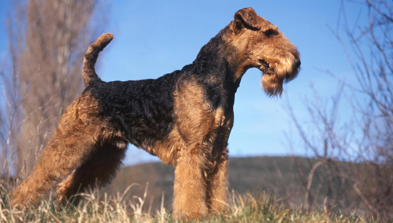 airedale terrier protection