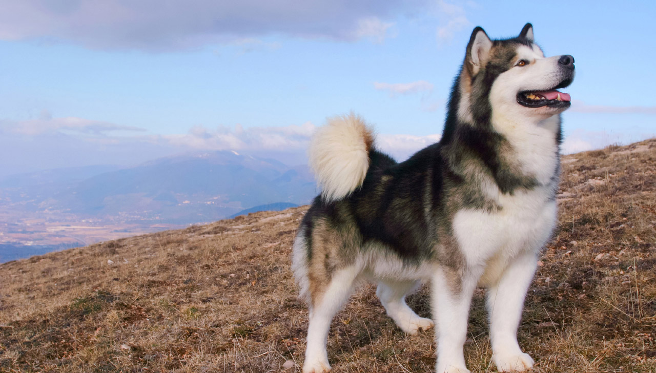 a historical dog breed from colorado