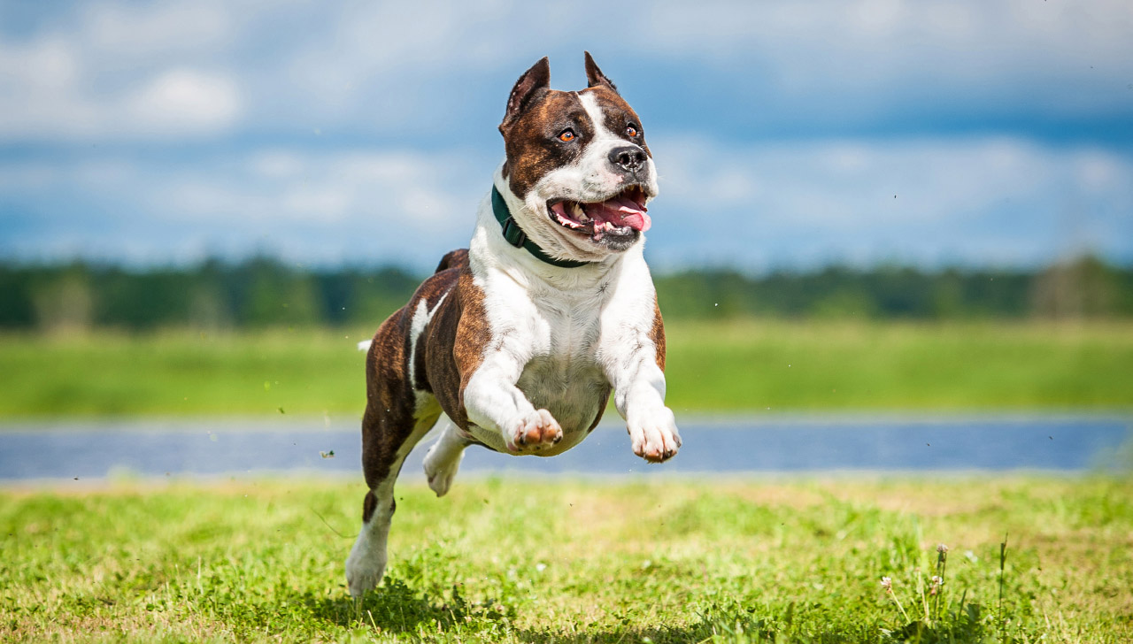 Delaware - American Staffordshire Terrier