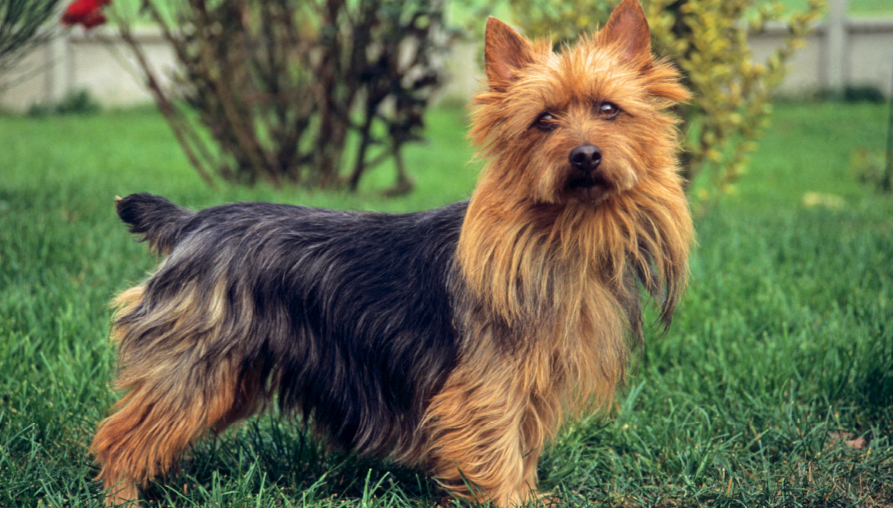 Australian Terrier - All About Dogs