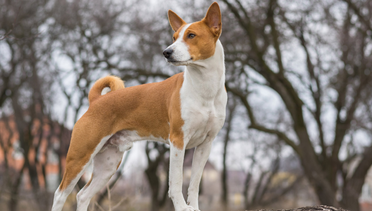 basenji dog