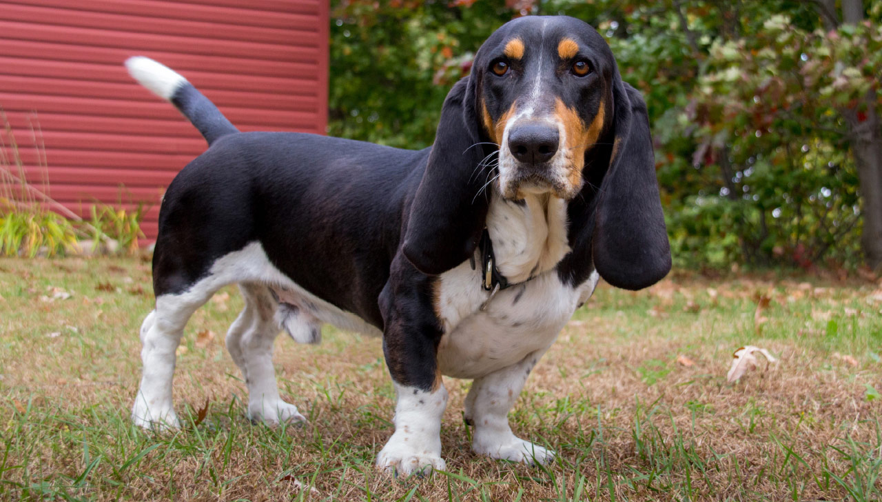 short eared basset hound