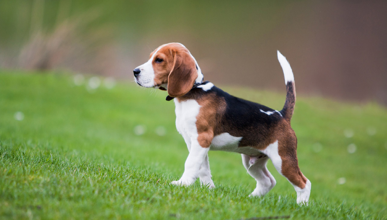 a historical dog breed from colorado