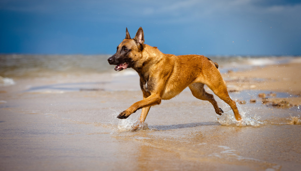 Belgian Malinois - All About Dogs