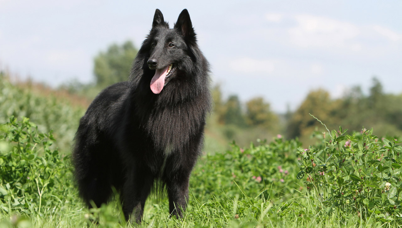 Belgian Sheepdog - All About Dogs