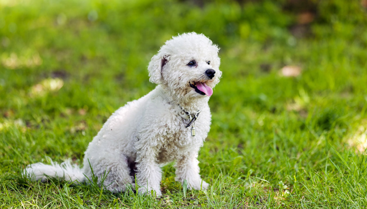 bichon frise puppy