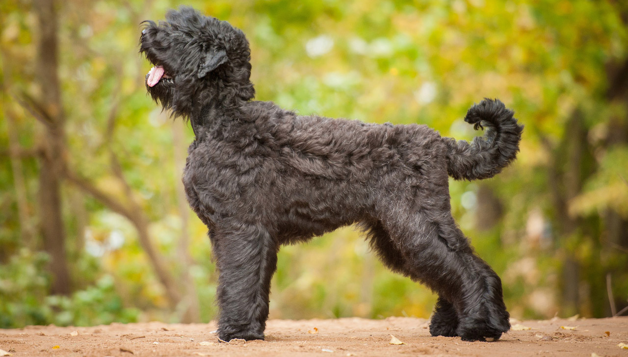 black russian terrier aggression