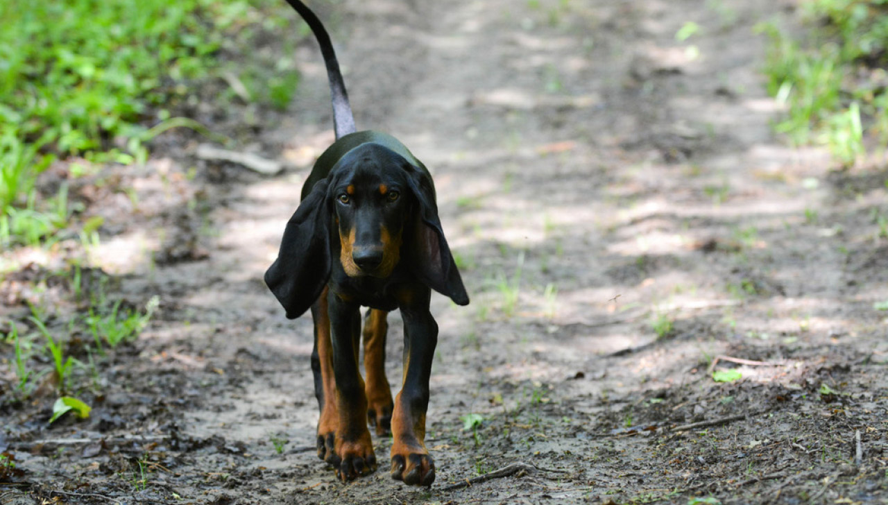 black and tan coonhound