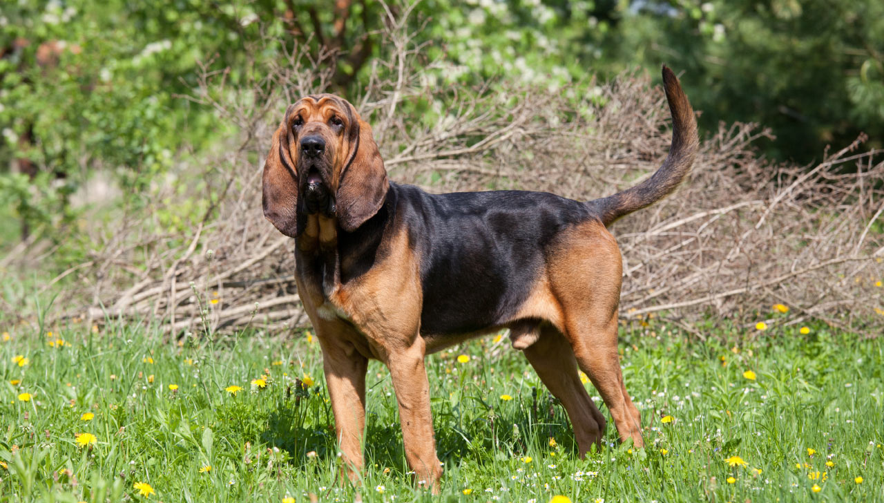 black and tan bloodhound