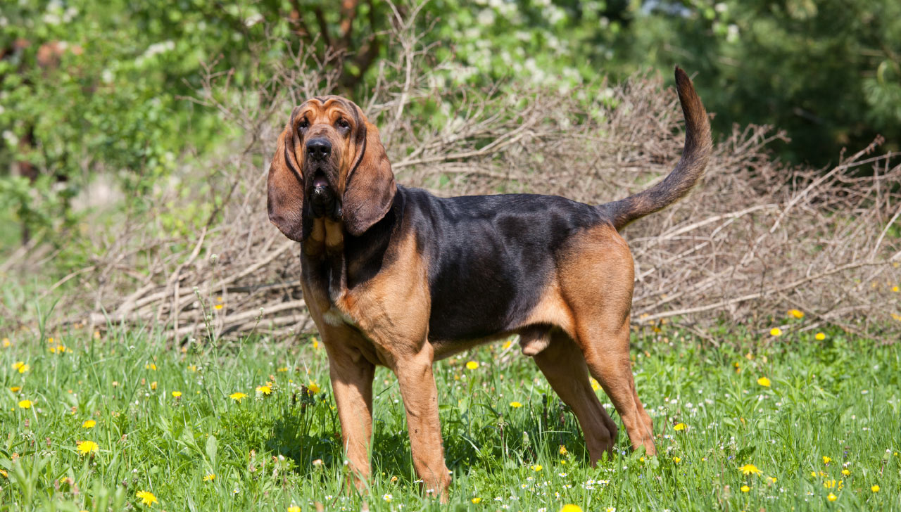 bloodhound breeds