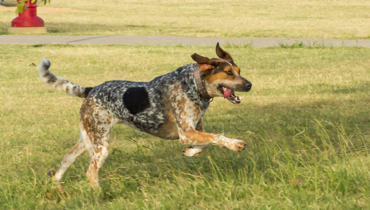 Tennessee - Bluetick Coonhound