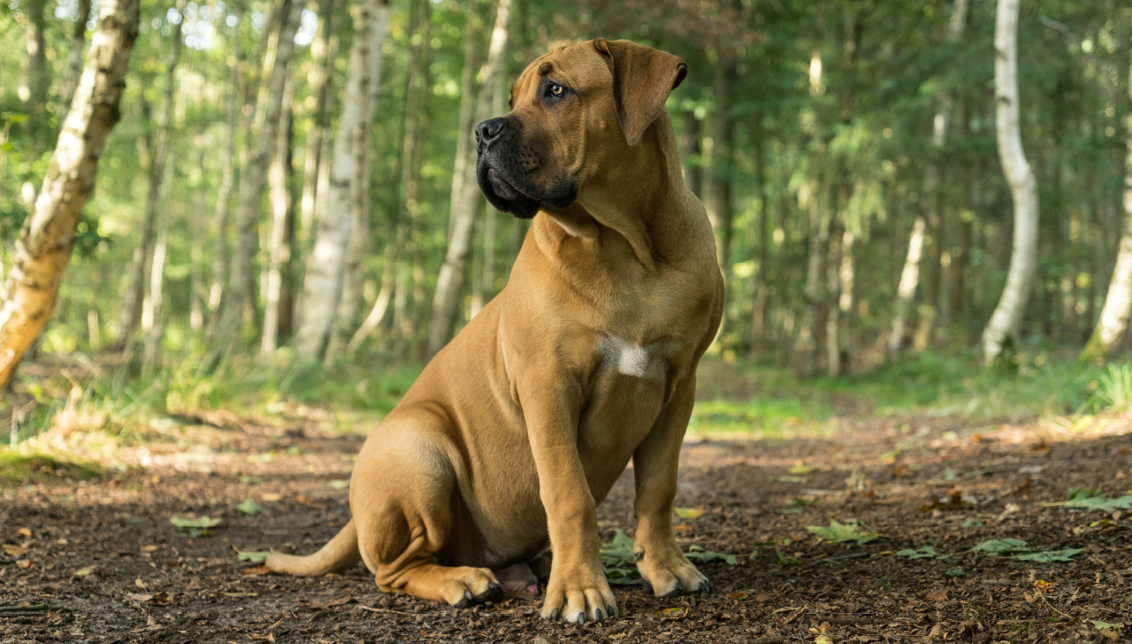 boerboel and kids