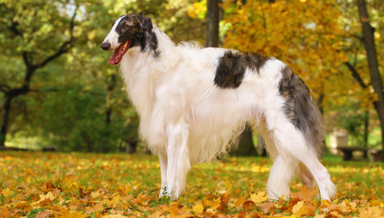 Borzoi All About Dogs