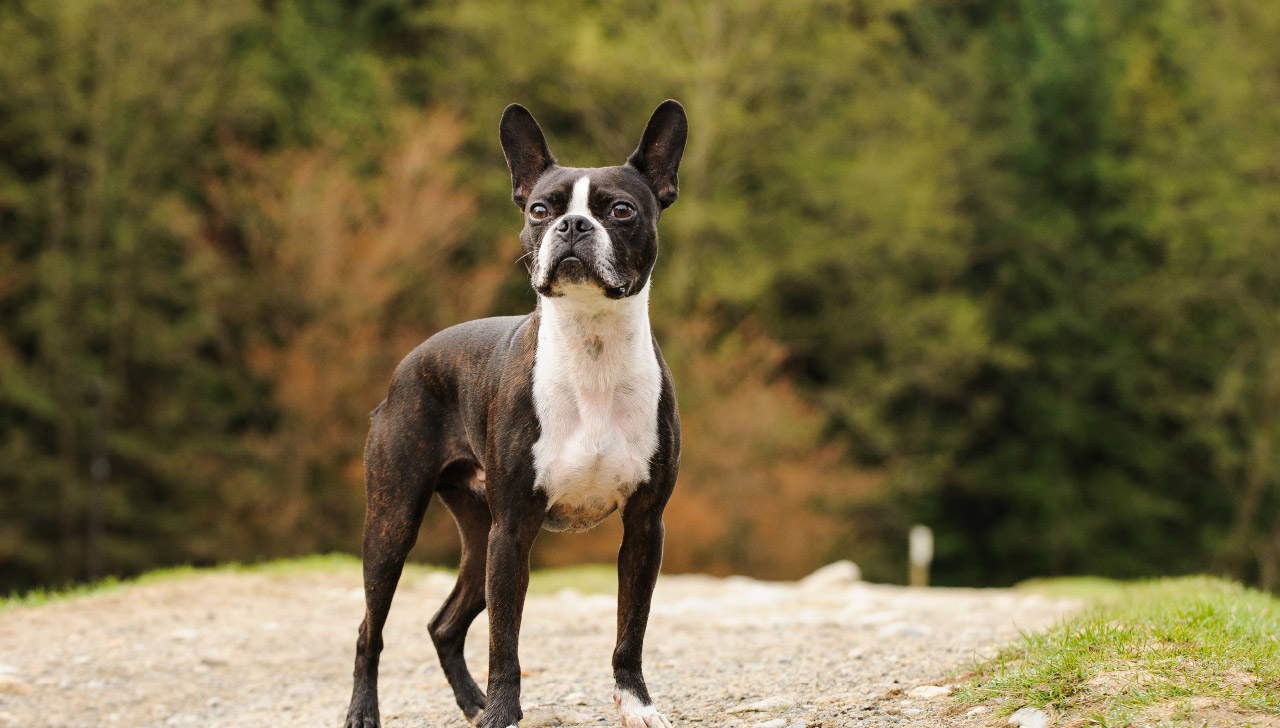 boston terrier dog breeds