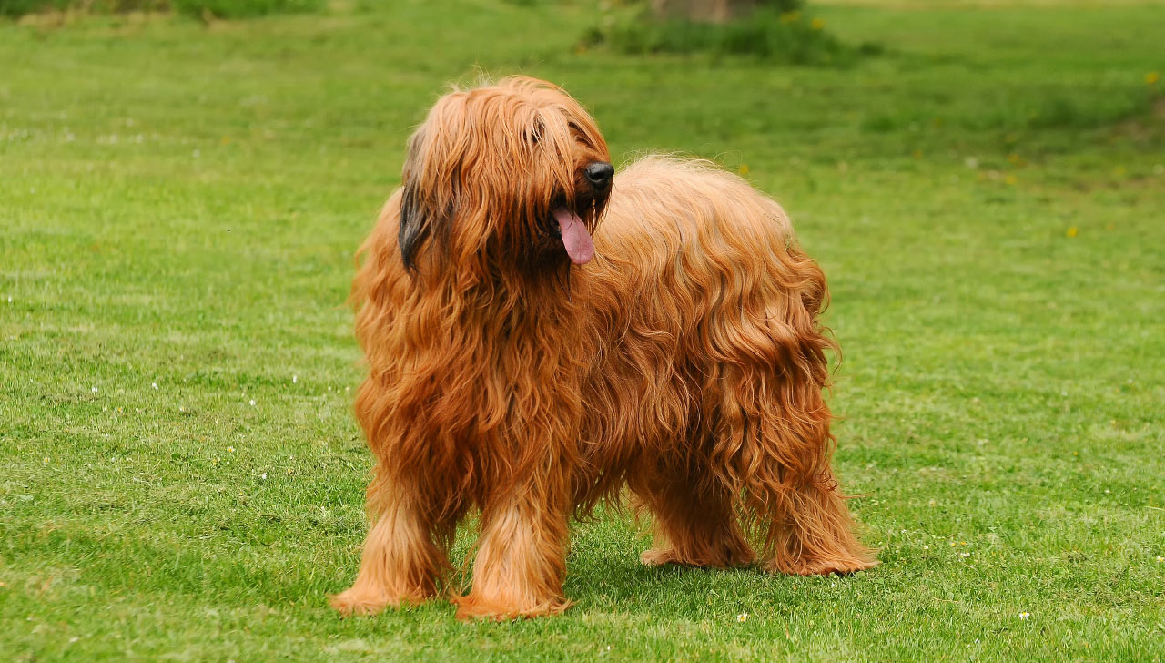 briard in not