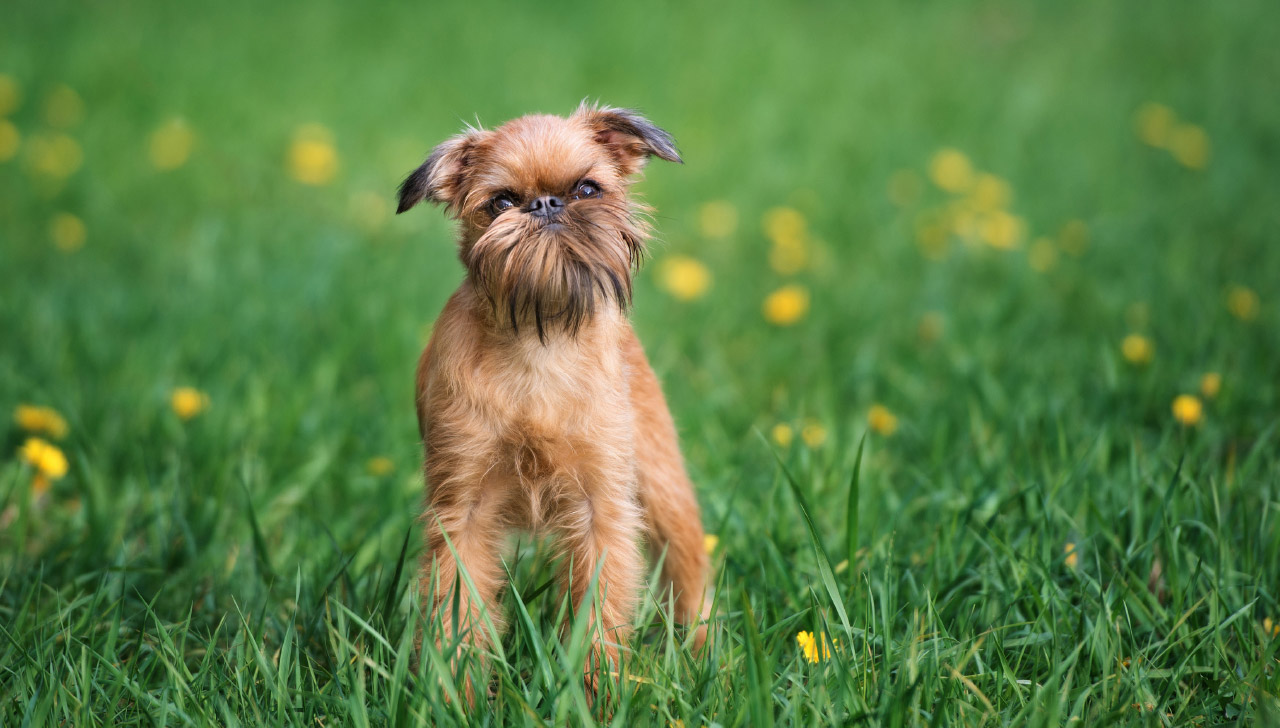 Brussels Griffon - All About Dogs
