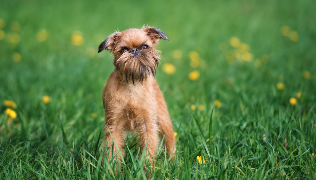 black brussels griffon for sale