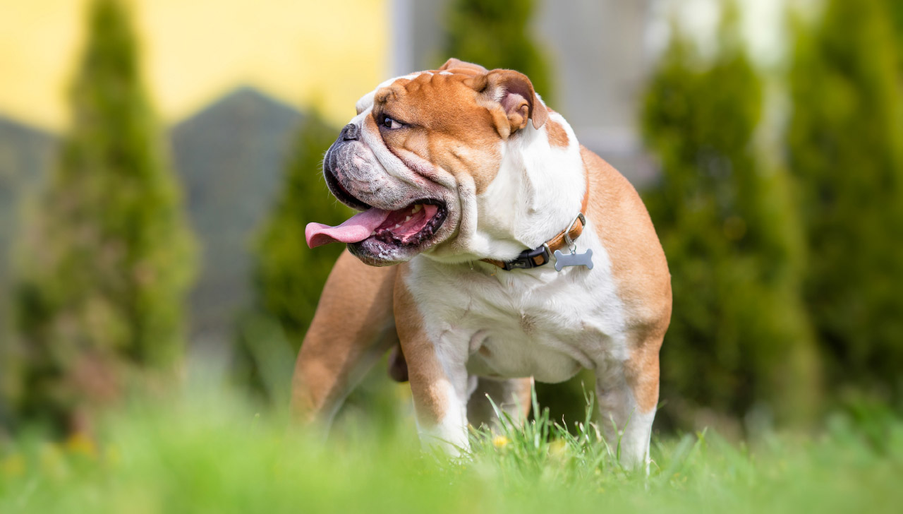 english bulldog skin care