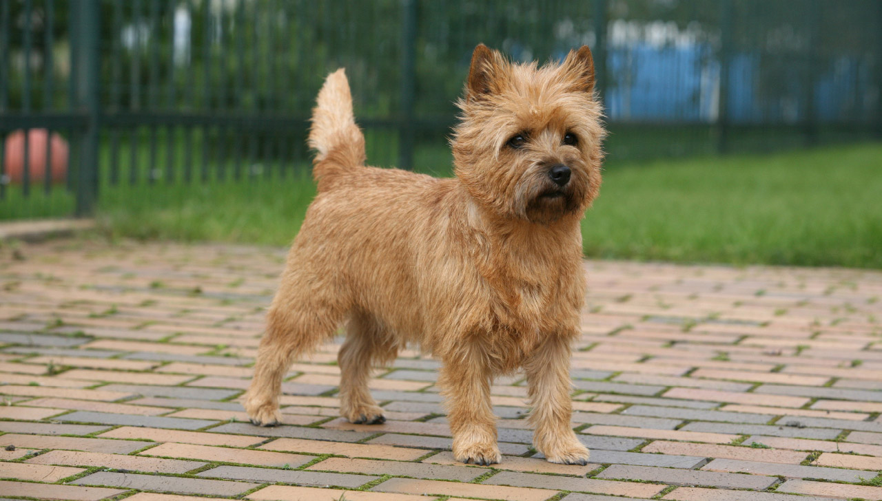 do cairn terriers shed