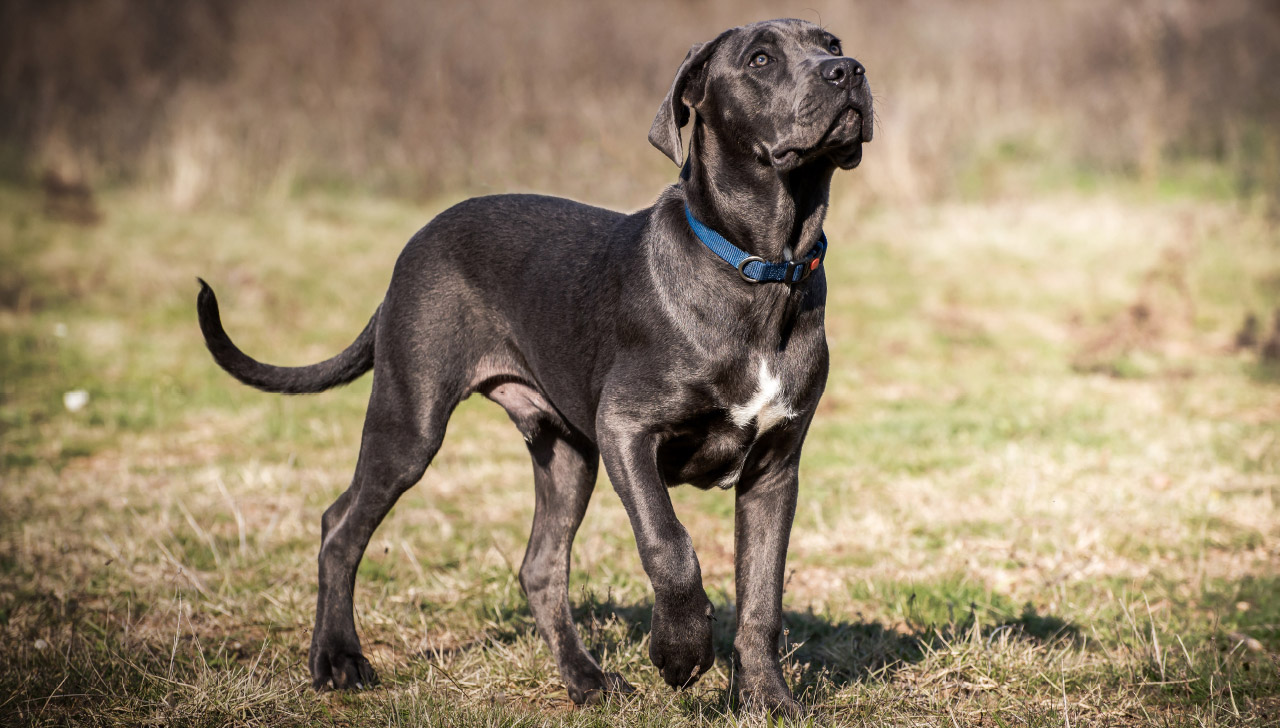 cane corso for first time owners