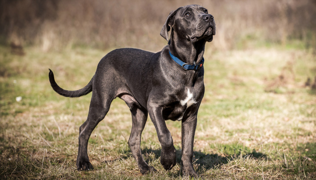 Cane Corso Puppy Growth Chart