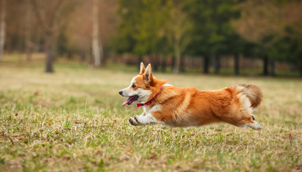 Cardigan Welsh Corgi - All About Dogs