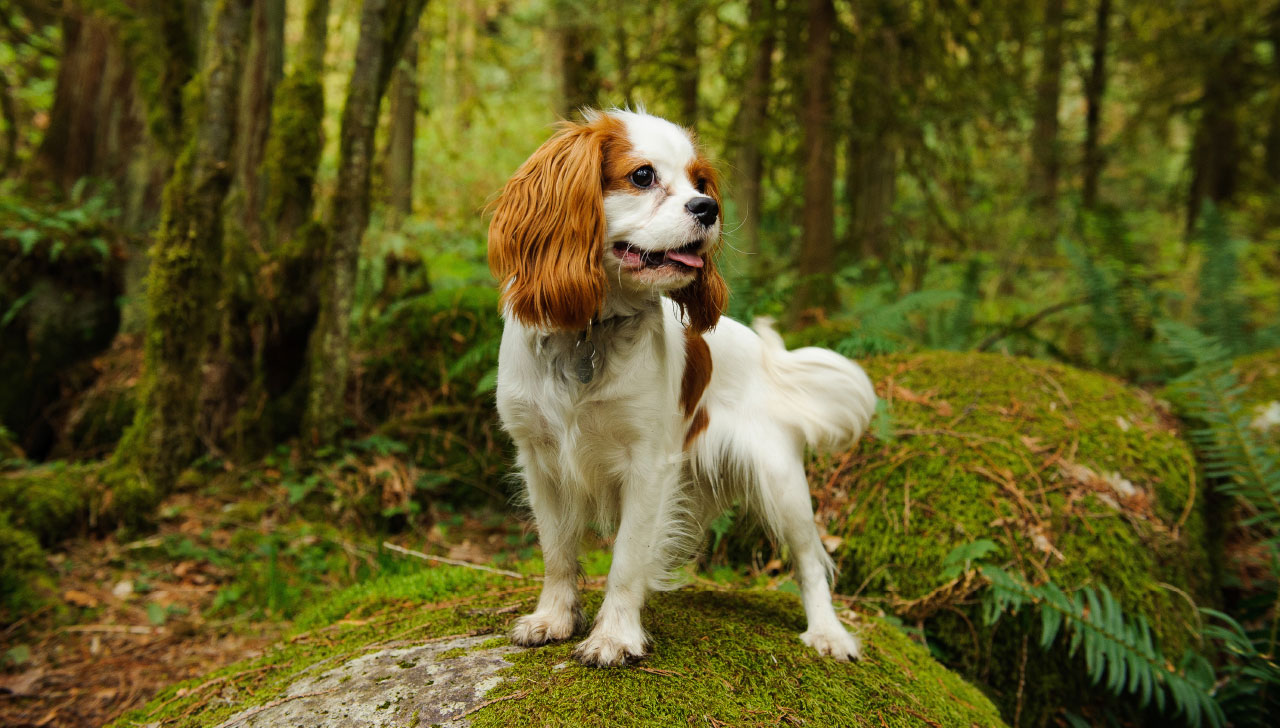 45+ Full Grown Cavalier King Charles Spaniel Dog Breeds