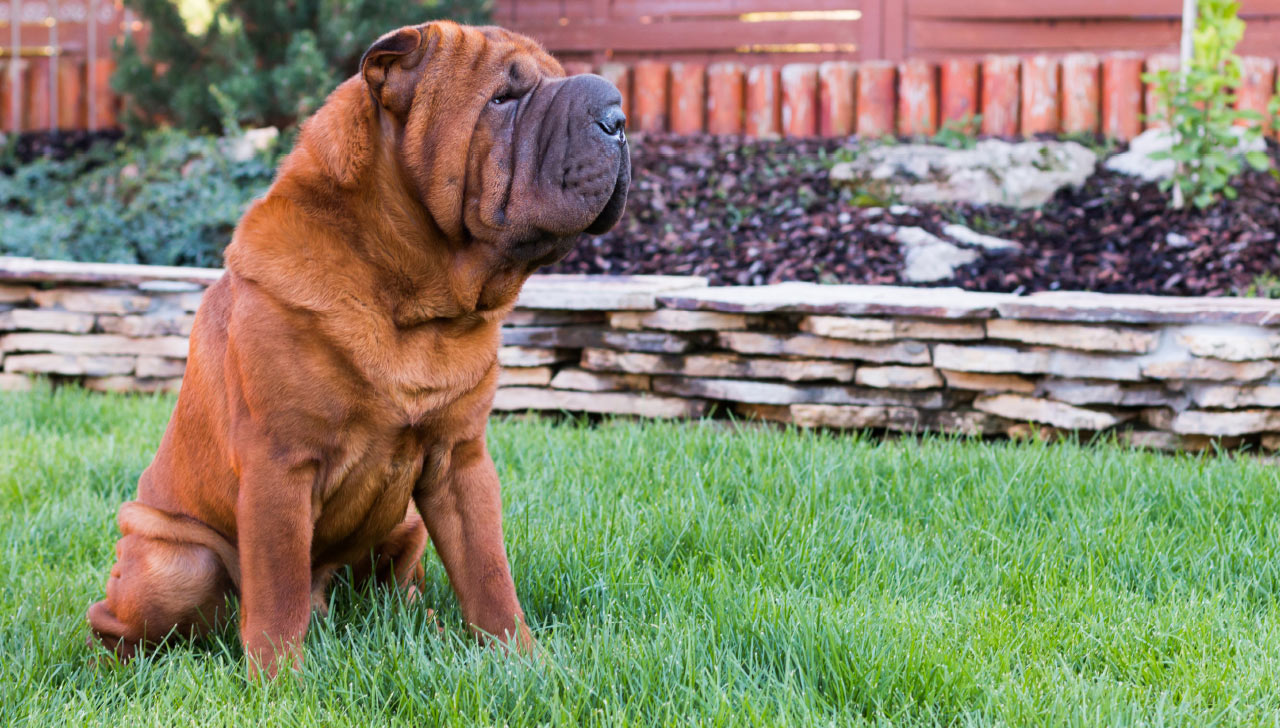 best food for shar pei