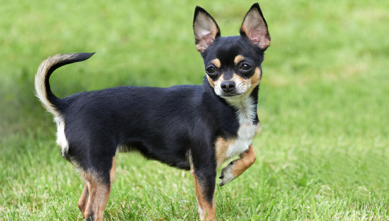 Chihuahua - All About Dogs-4139