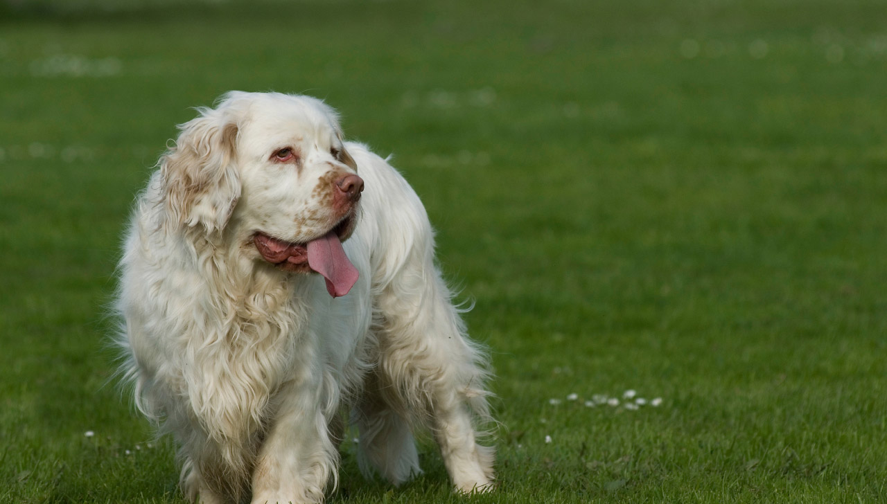 Clumber Spaniel - All About Dogs