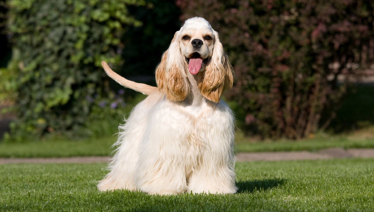 Cocker Spaniel All About Dogs