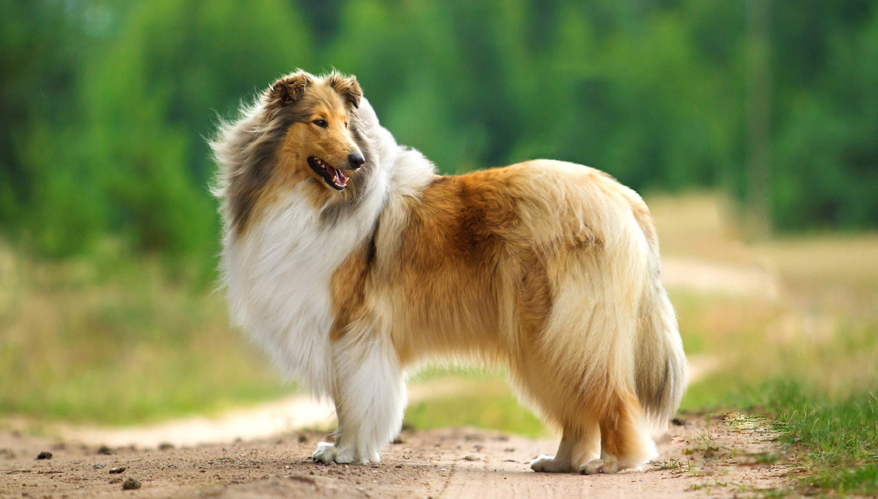 rough collie dog