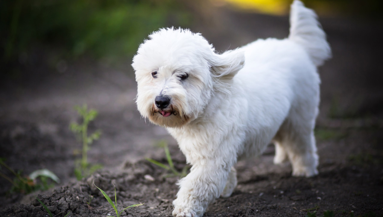 coton de tulear cost