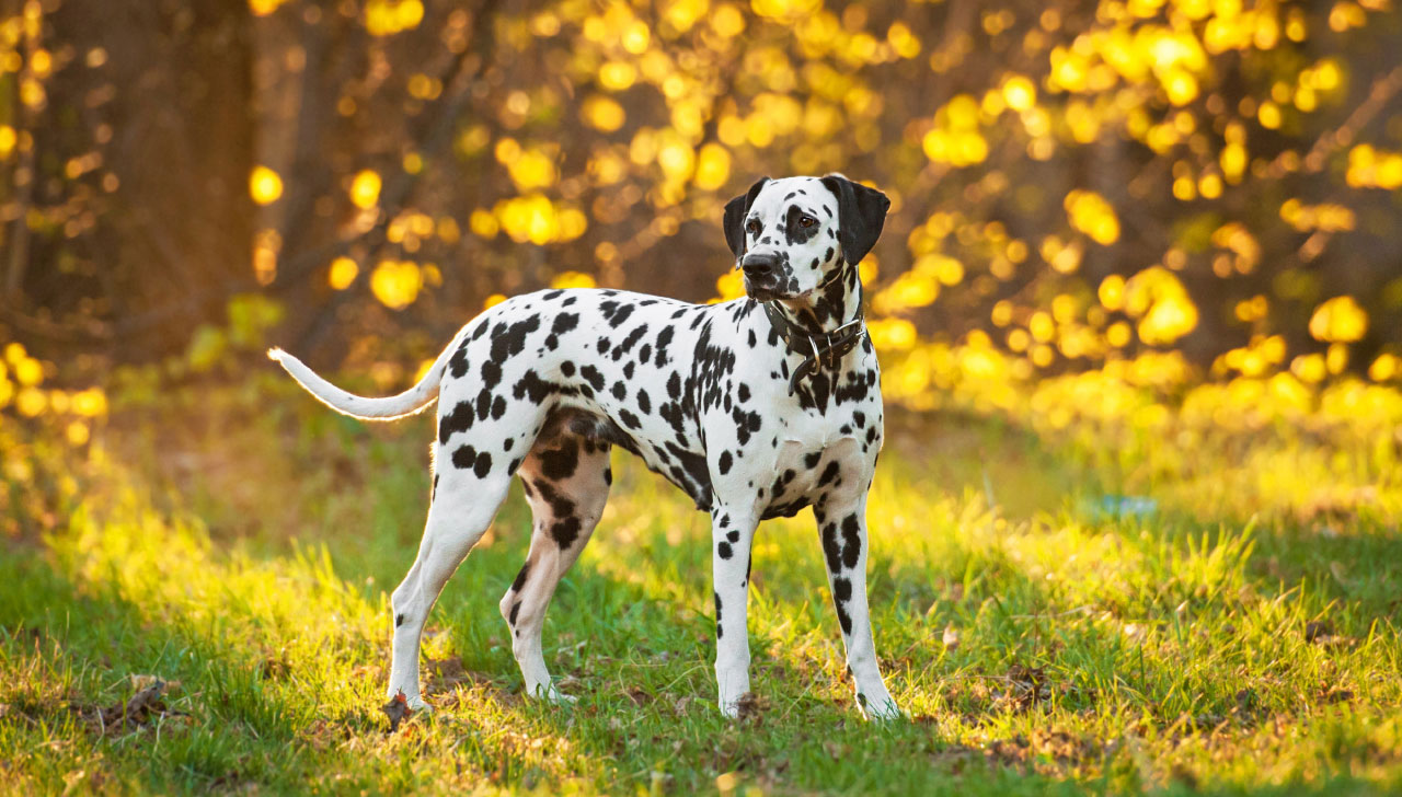 A Guide to Dog Coat Types - Orvis News