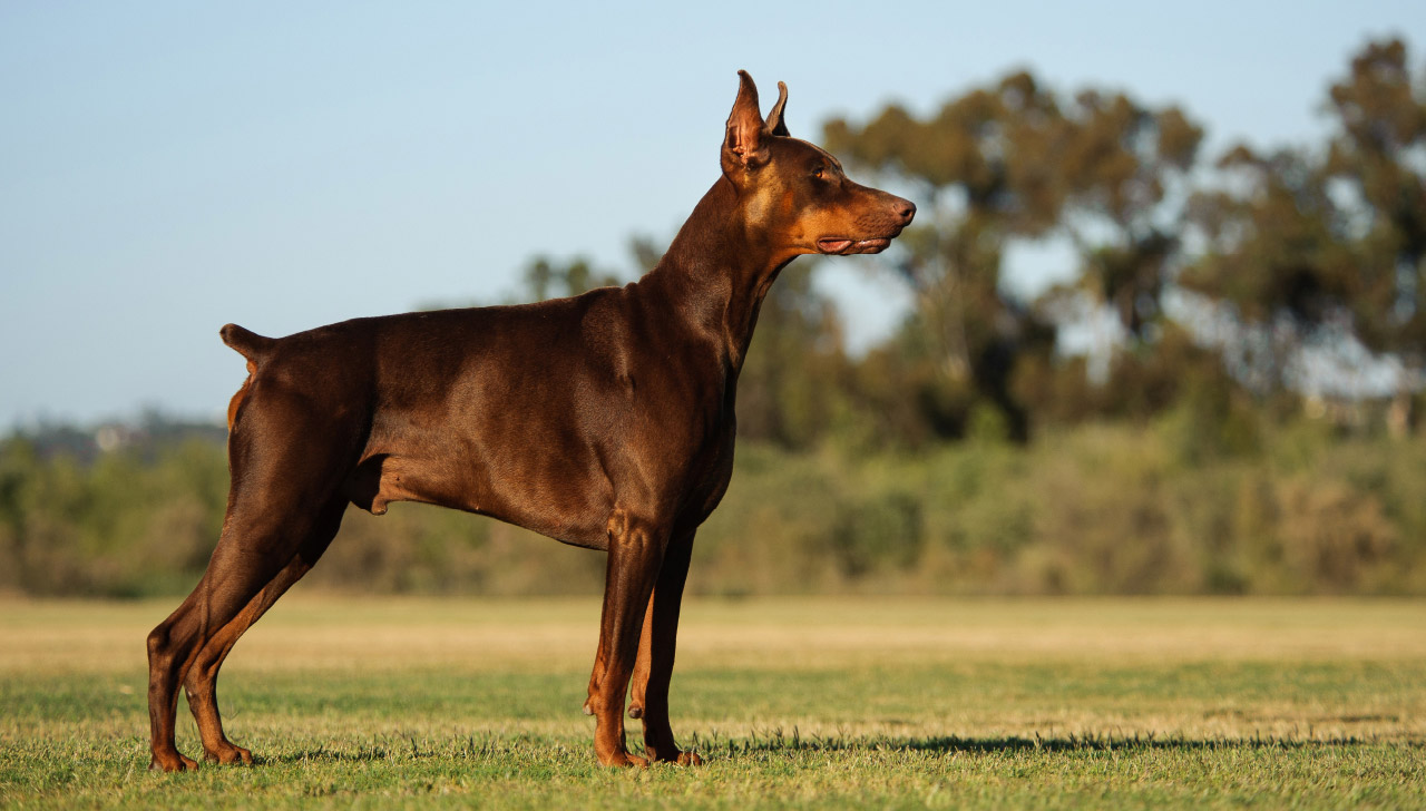 dog breeds that look like dobermans