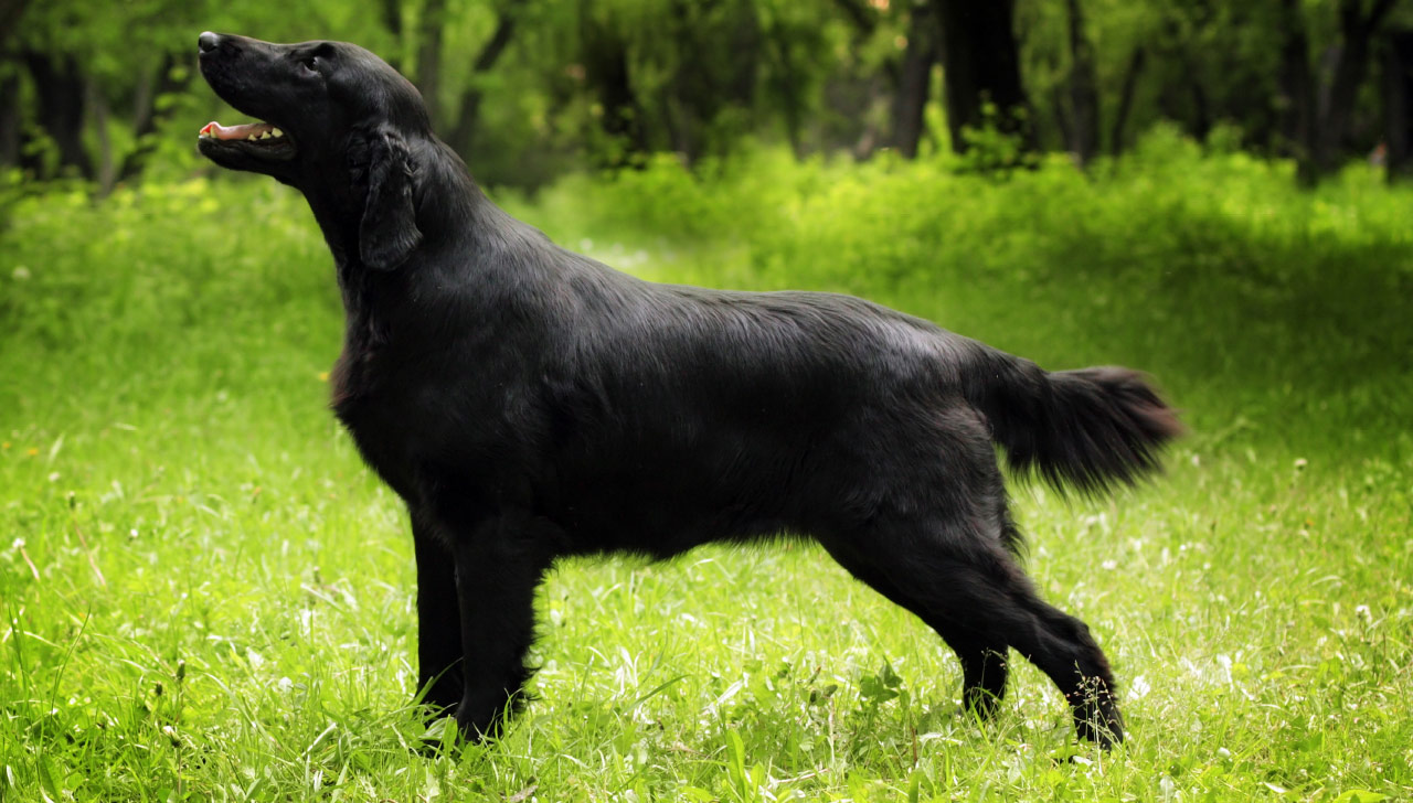 flat coated retrievers for sale near me