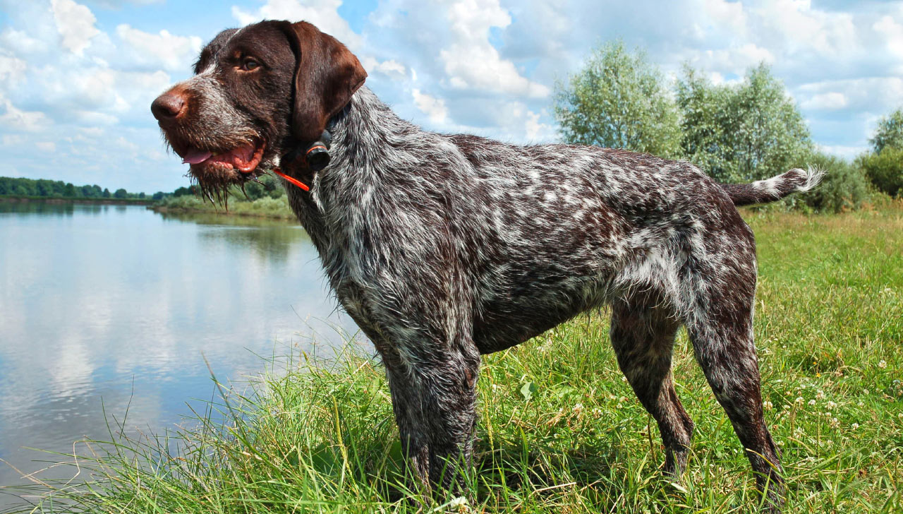 German Wirehaired Pointer - All About Dogs