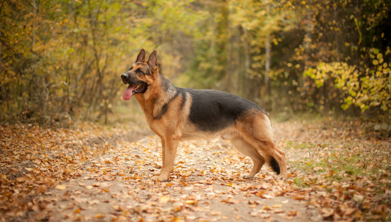 low energy german shepherd