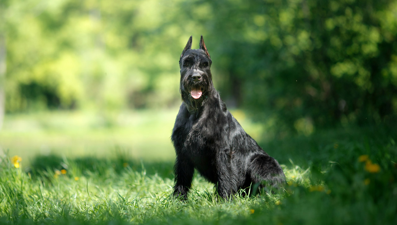 Giant Schnauzer All About Dogs